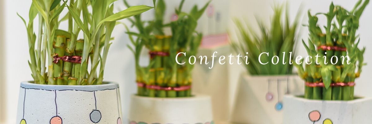 Confetti - The Cup Cake Planters