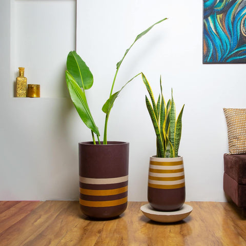 Concrete  Duo Parabola and Tulip Simply Stripy Combo -  The Golden Hour Collection-Eliteearth