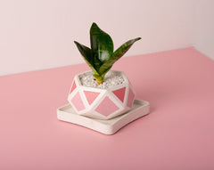 Concrete Hexamont Planter - Pink Invertrix Collection - Eliteearth