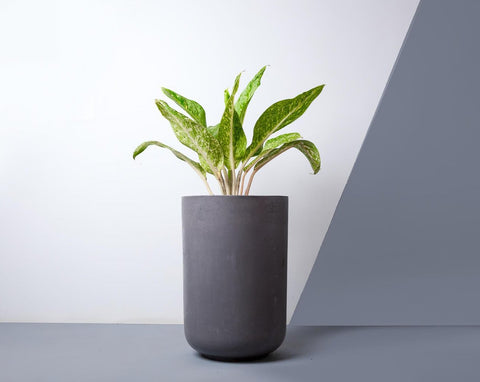 Concrete Tulip Planter - Charcoal-Eliteearth